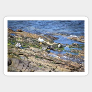 Kelp Goose Family Falkland Islands Sticker